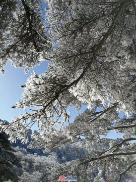 好美!安徽黄山今冬首场大雪来袭  犹如进入水晶宫